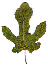 Leaf of Ficus carica